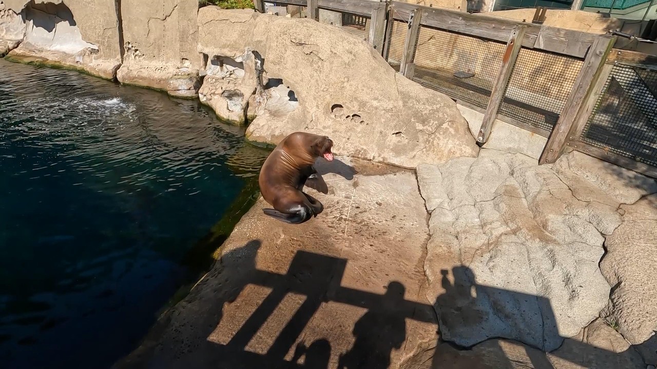 Aquarium Wonders: Amazing Day Visiting The Vancouver Aquarium, Stanley Park And Vancouver's Gastown!