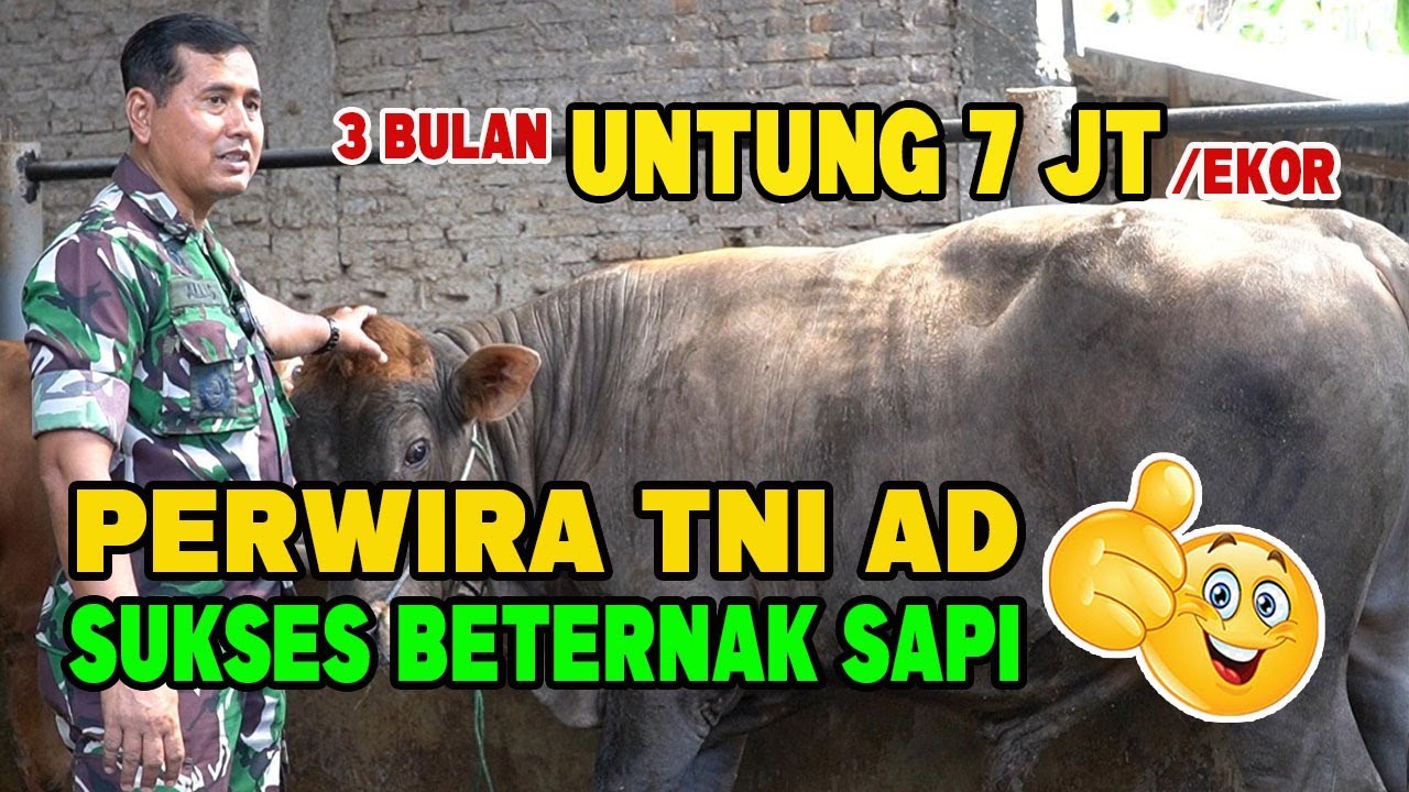 Full Tutorial‼️Belajar Usaha Penggemukan Sapi 💯