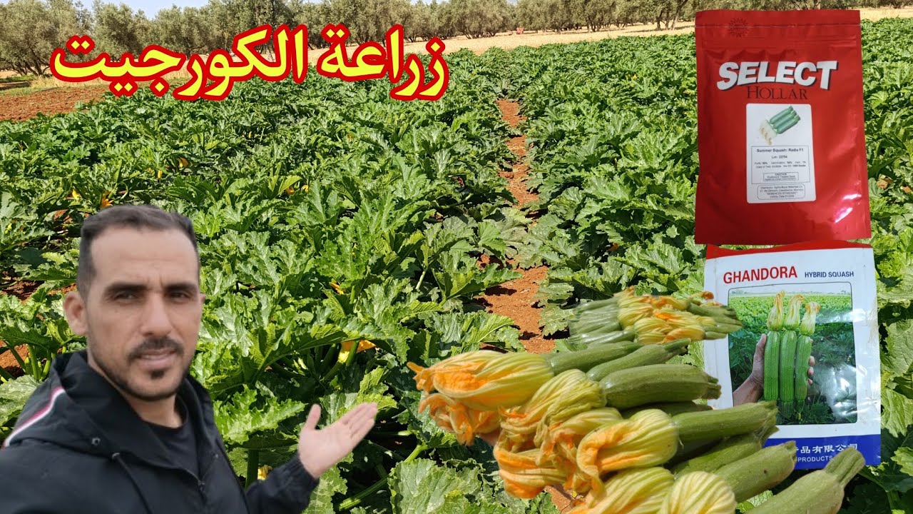 زراعة الكورجيت جربها ورد عليا الخبار👈 أسرار زراعة الكوسة 😱😱