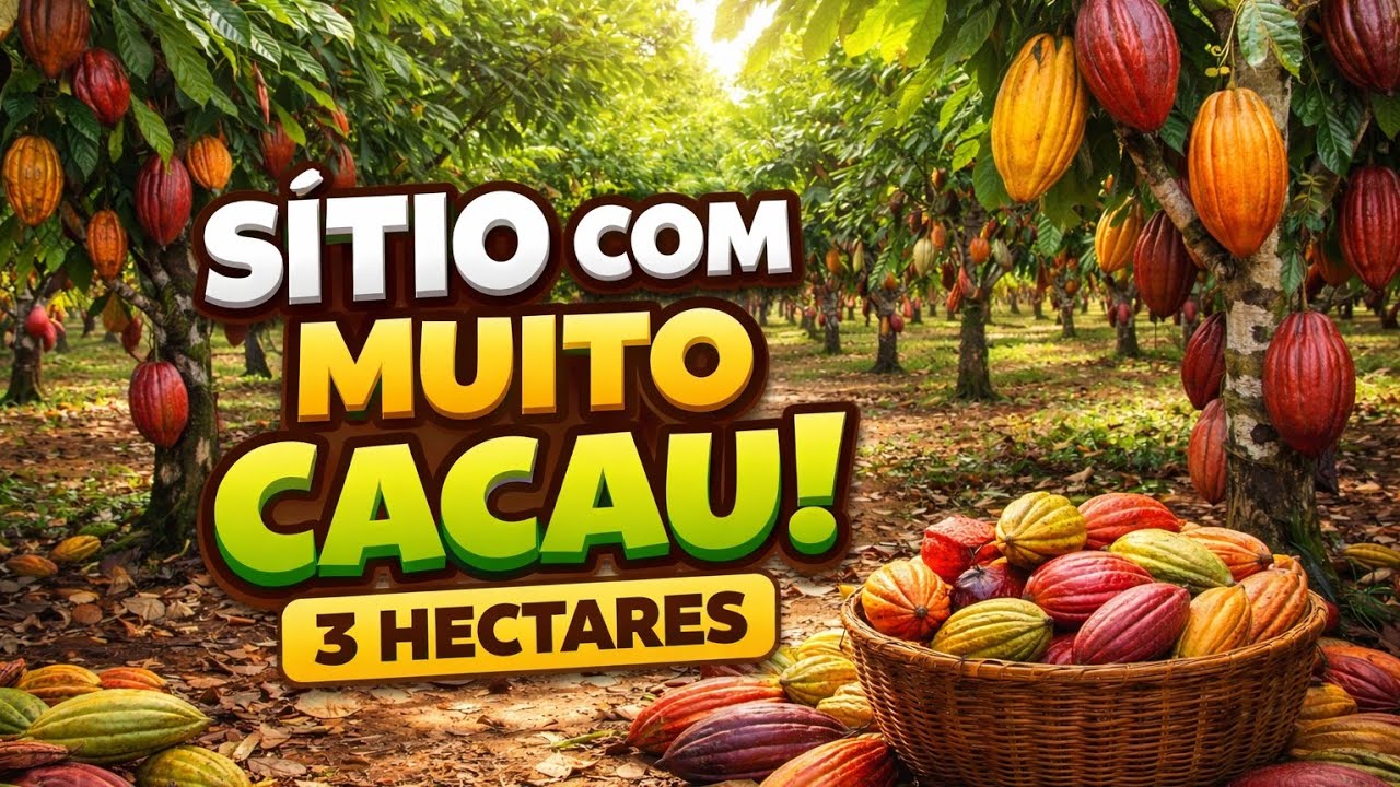 Sítio 3 hectares só no cacau para quem quer Produção intensa