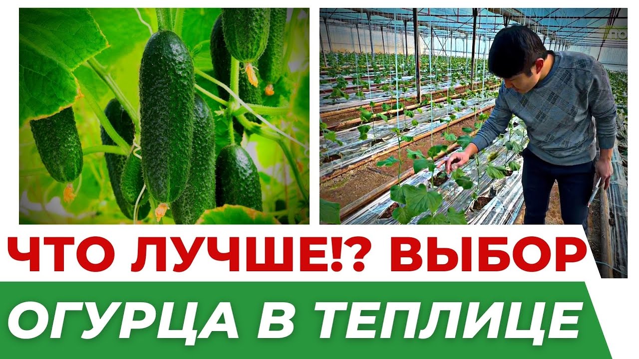 ОБЗОР 3-х ГИБРИДОВ ОГУРЦА! Северин F1 - Полли F1 - Бьерн F1 #теплица #огурцы #агробизнес #поллиf1