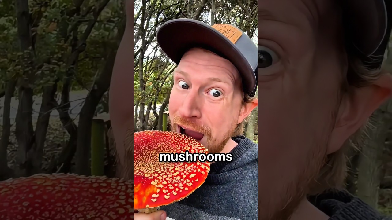 Почему он стучит по грибам перед тем, как их собирать 🍄