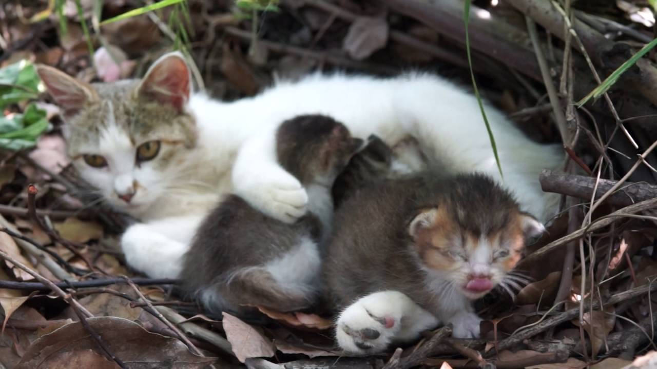 子猫に授乳する母猫