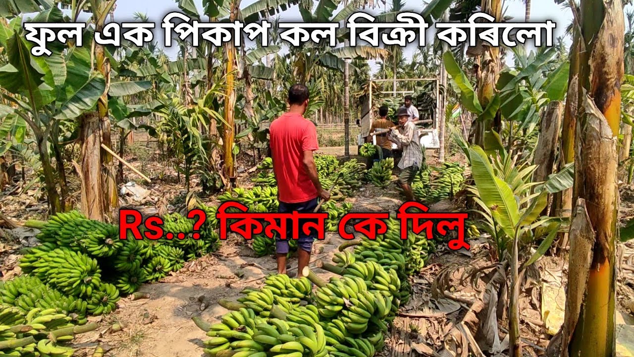 Ful Ek Pickup কল বিক্ৰী কৰিলোঁ // Banana farming in Assam #bananas #farming #KaushikVlogs