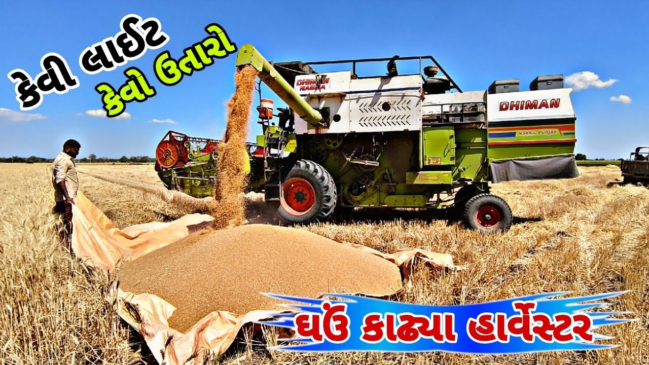 ઘઉં કાઢ્યા હાર્વેસ્ટર || કેવો ઉતારો || @papa ni ladli vlogs 