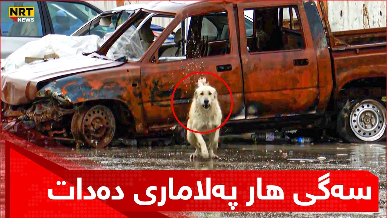 لەکاتی ئامادەکردنی راپۆرتێک لەبارەی سەگی بێلانە ، سەگێکی هار پەلاماری وێنەگری ئێن ئاڕ تی دەدات