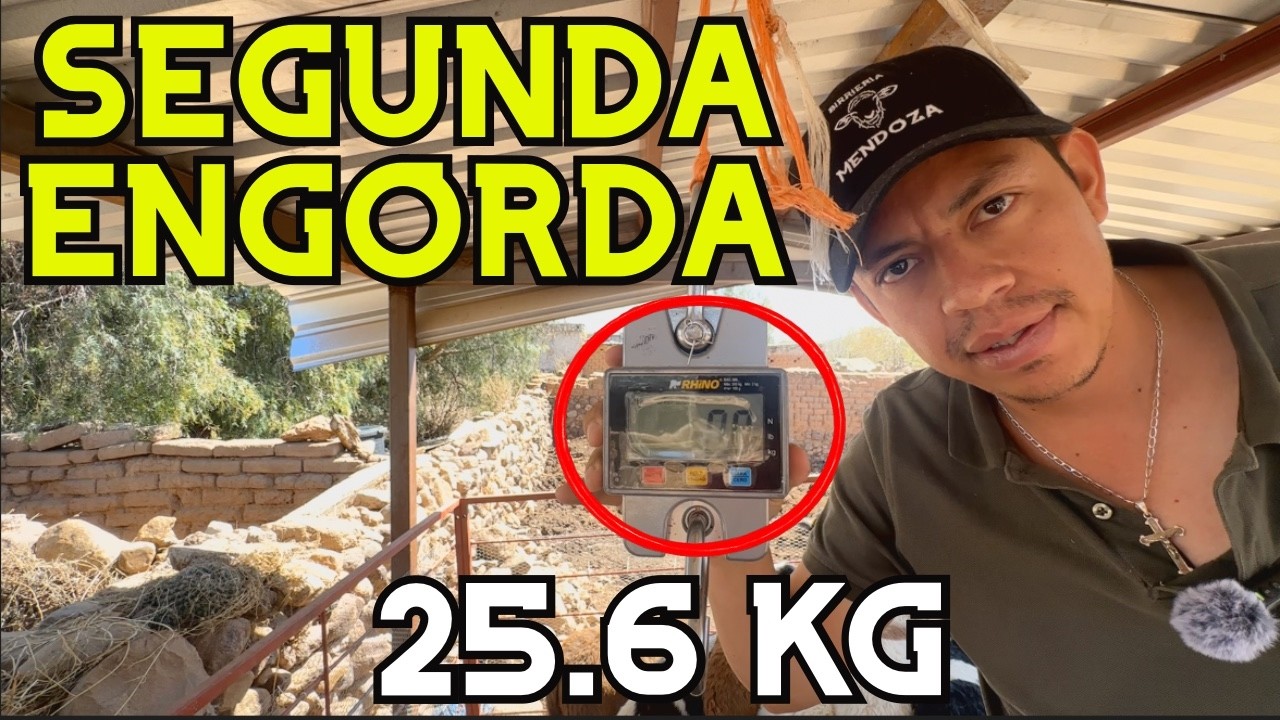 Así estoy haciendo MI SEGUNDA ENGORDA (pesos y sistema) 🐑