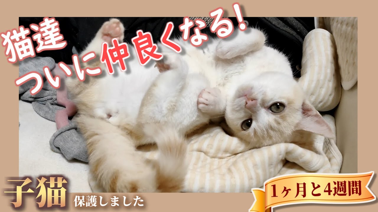 先住猫との仲良し作戦決行 - ミルクティーのような子猫♀を保護しました【1ヶ月と4週間】
