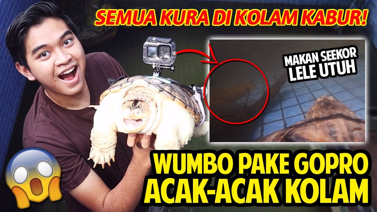 KURA PREDATOR WUMBO DIPASANG GOPRO! MASUKIN KE KOLAM SAMPAI KURA YANG LAIN KOCAR-KACIR!