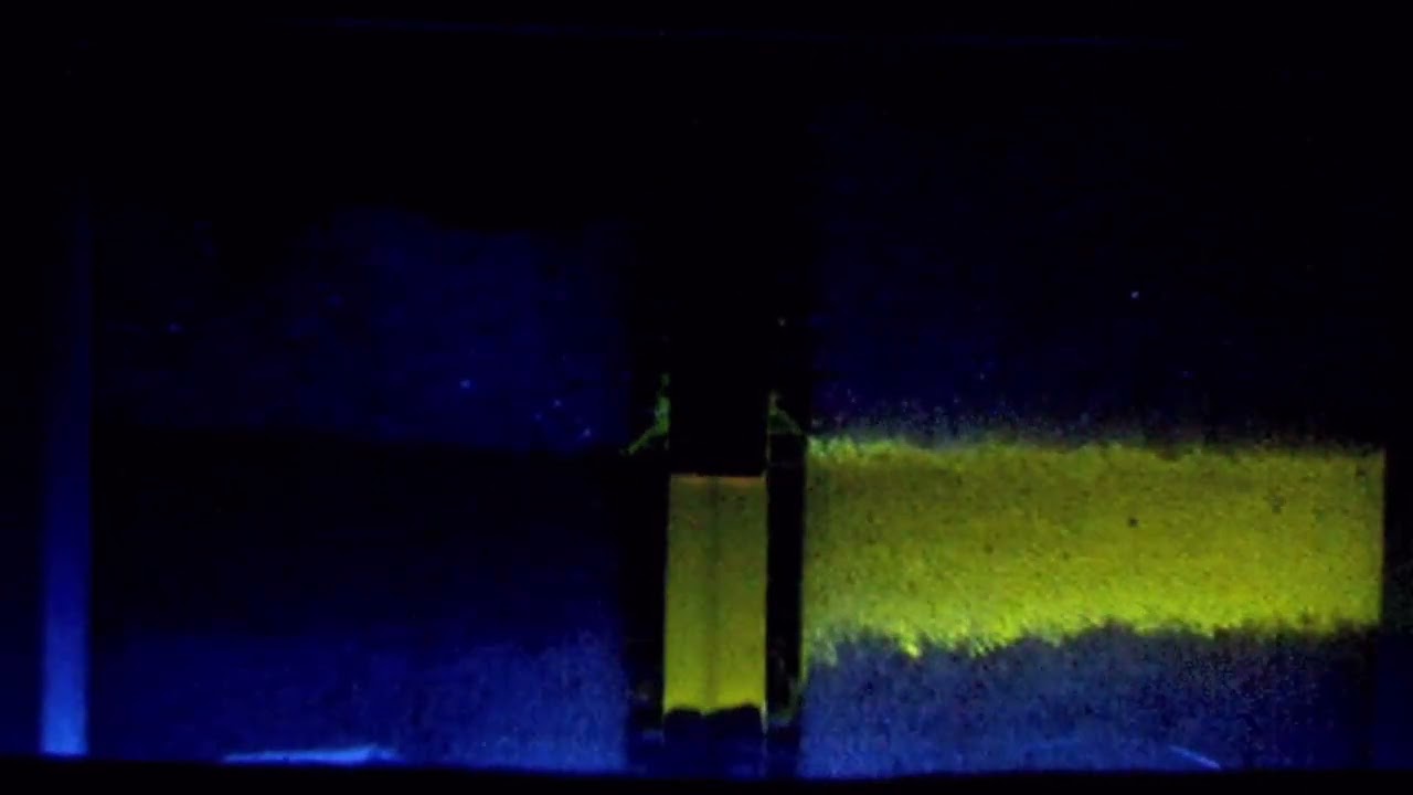 Figure 44 - Fluorescing Tracer in LNAPL