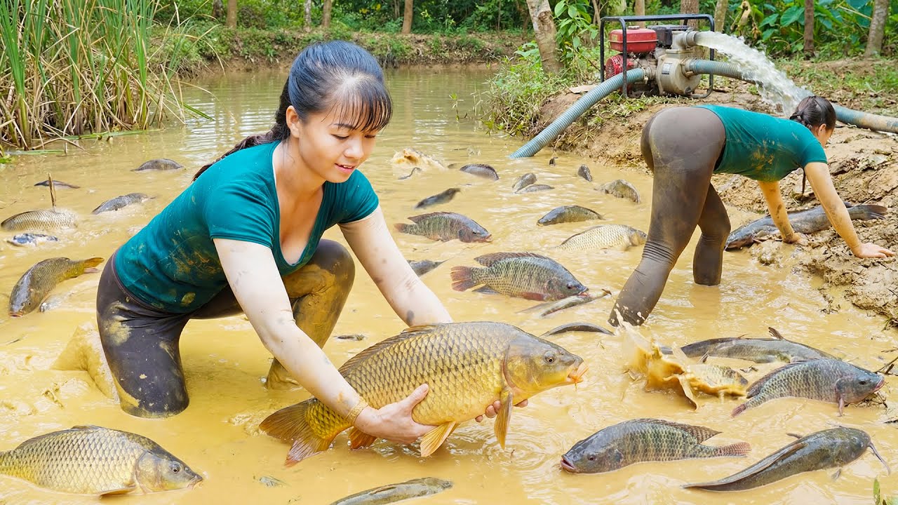 Catching 100+ Giant Fish in a Mud Pond | Filling a Truck for Market