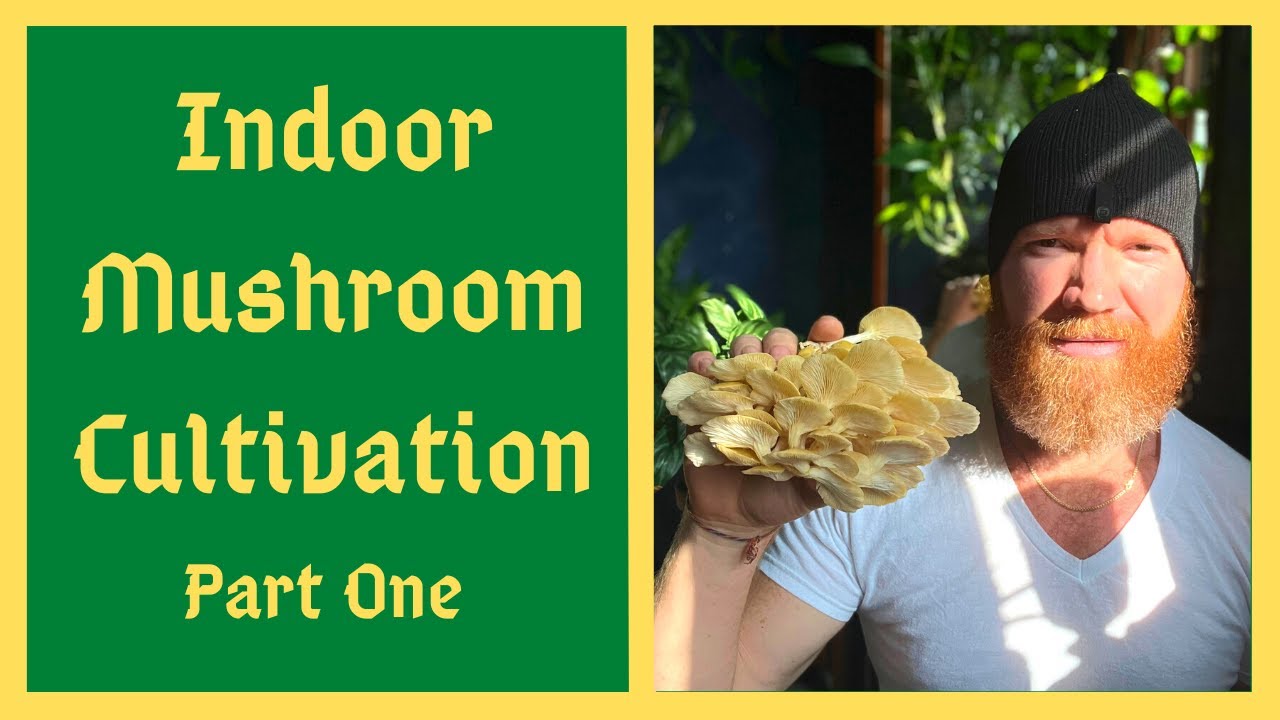 Beginners Start Here With Indoor Mushroom Growing Overview