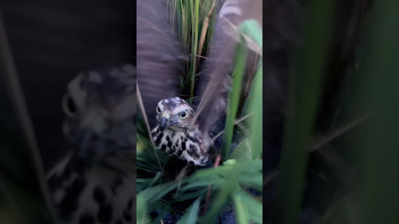 The tiny hawk hunting #birds #hawks #falcons #shorts #shikra
