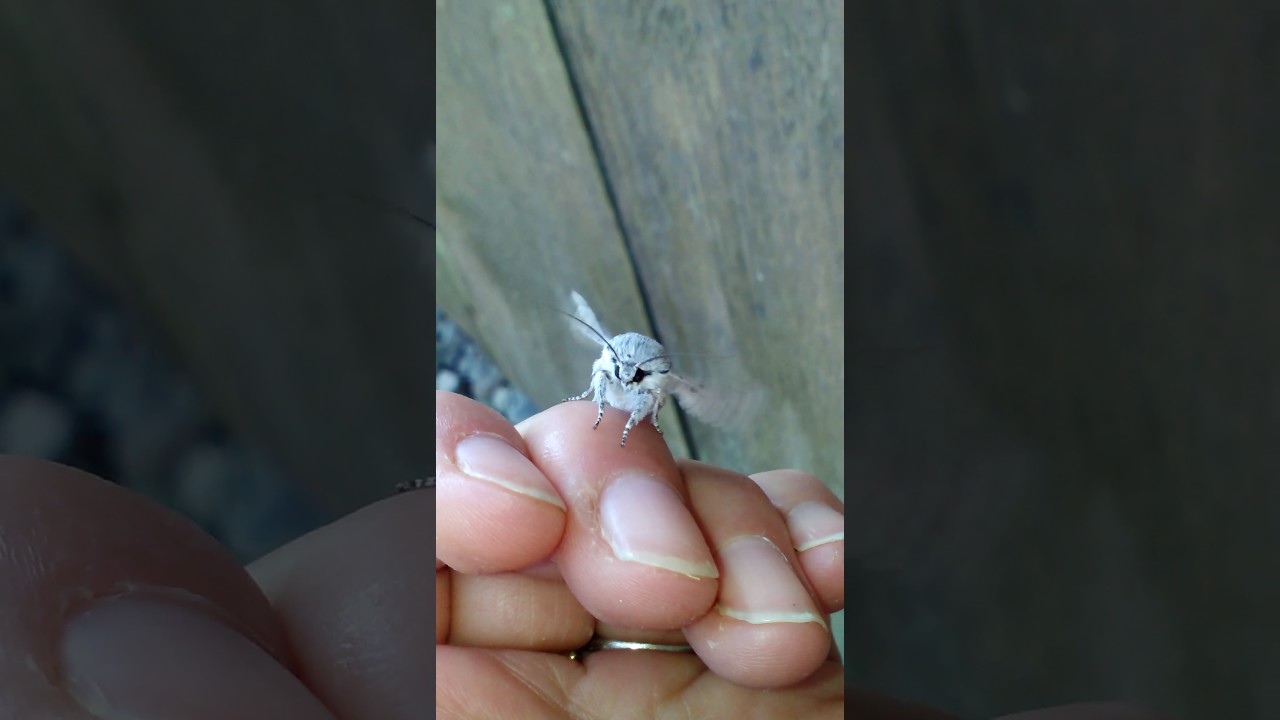 Cute Moth