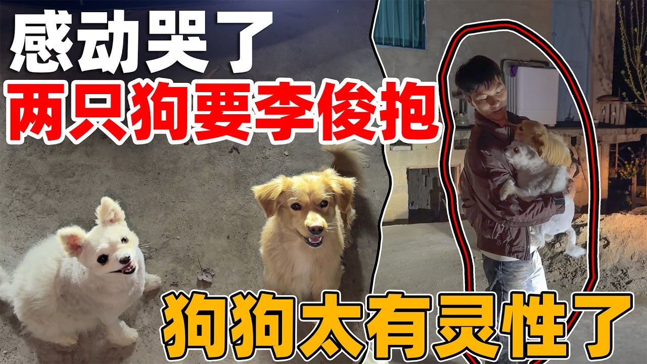 被狗感动哭了，两只狗一个礼拜没见到心心念念的主人，飞奔过来要李俊抱