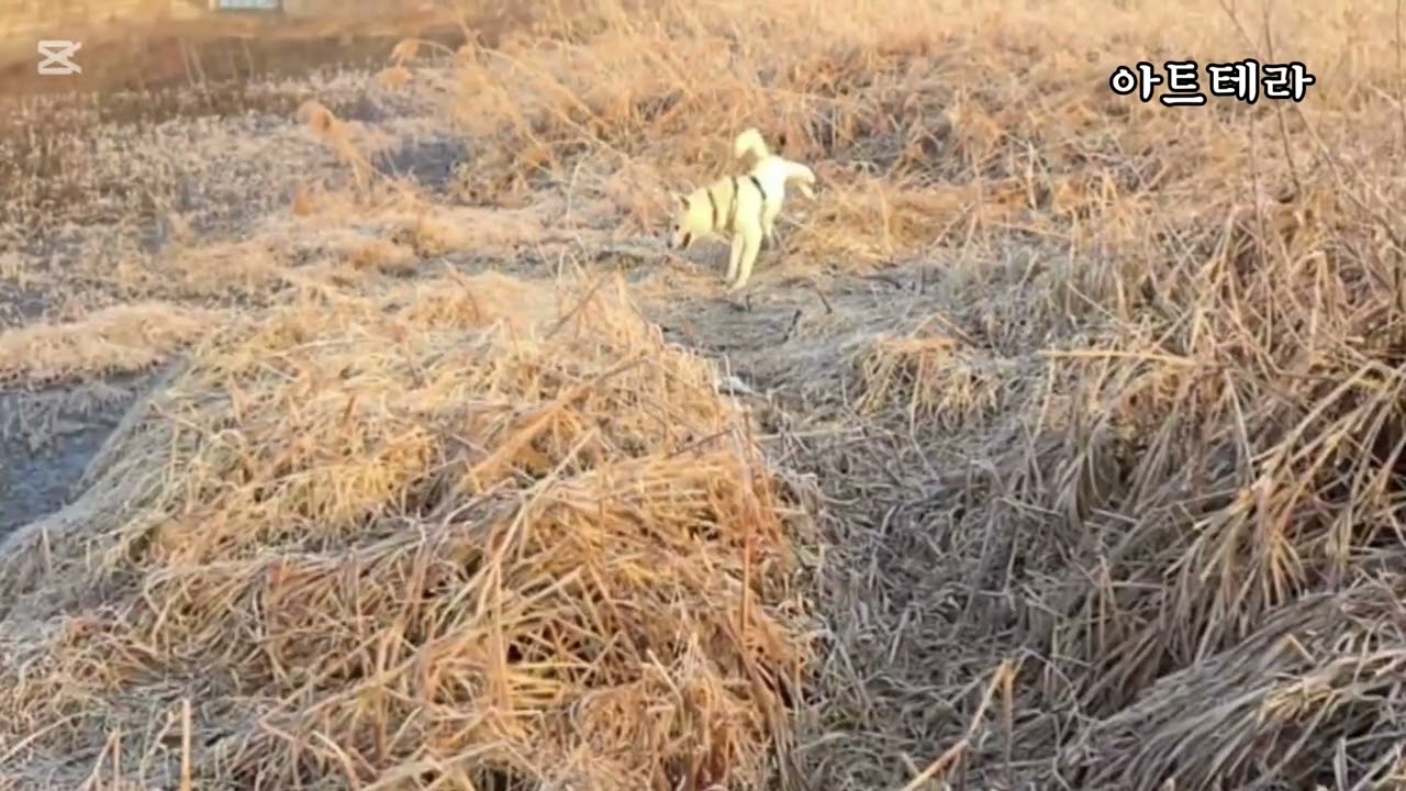 #황룡강변의아침