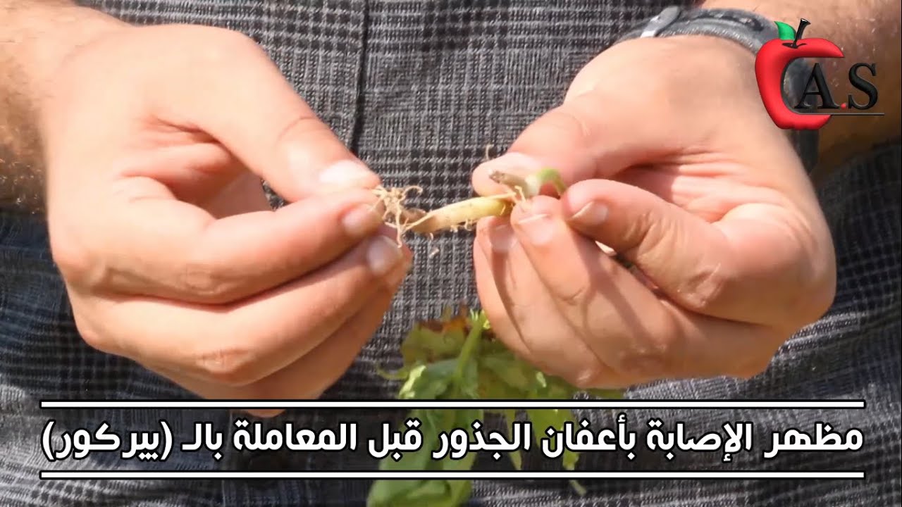 اعفان الجذور في الفاصوليا وطرق الوقاية والعلاج