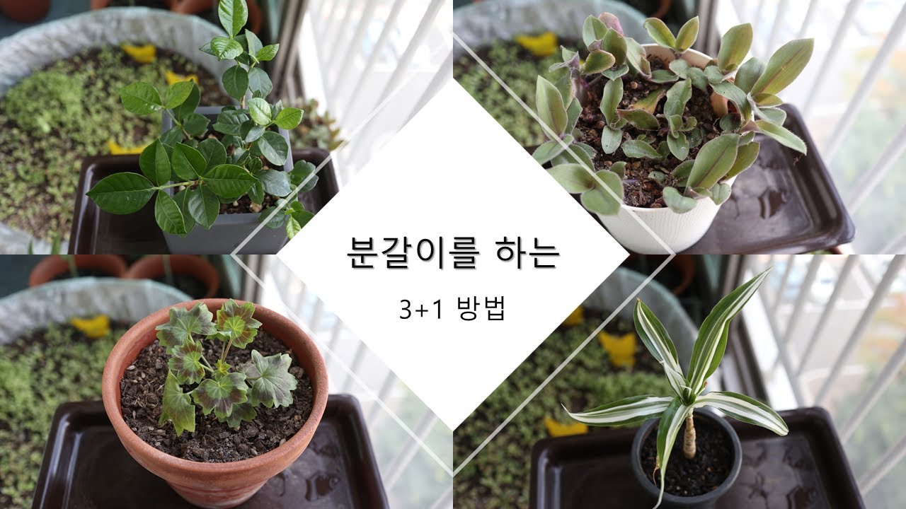 분갈이 하는 3가지 방법, 그리고 플러스 흙갈이