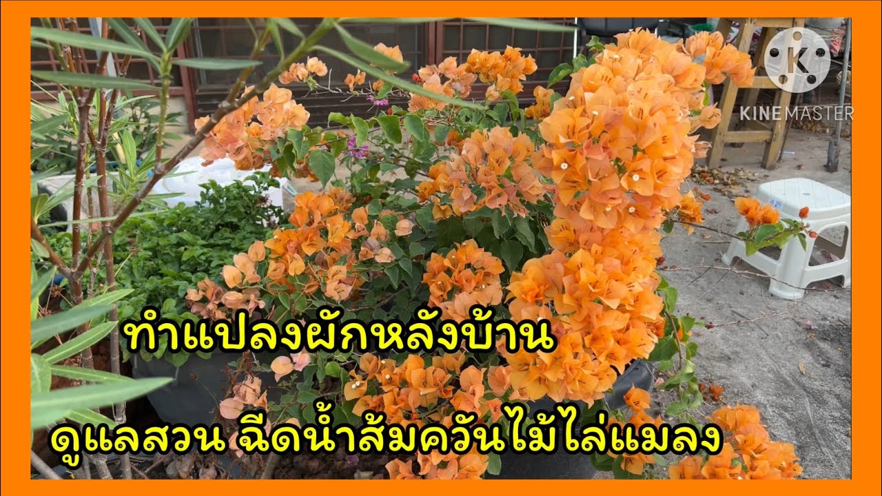 ทำแปลงผักที่หลังบ้าน ดูแลสวน ฉีดน้ำส้มควันไม้ไล่แมลง🪴❤️🪴