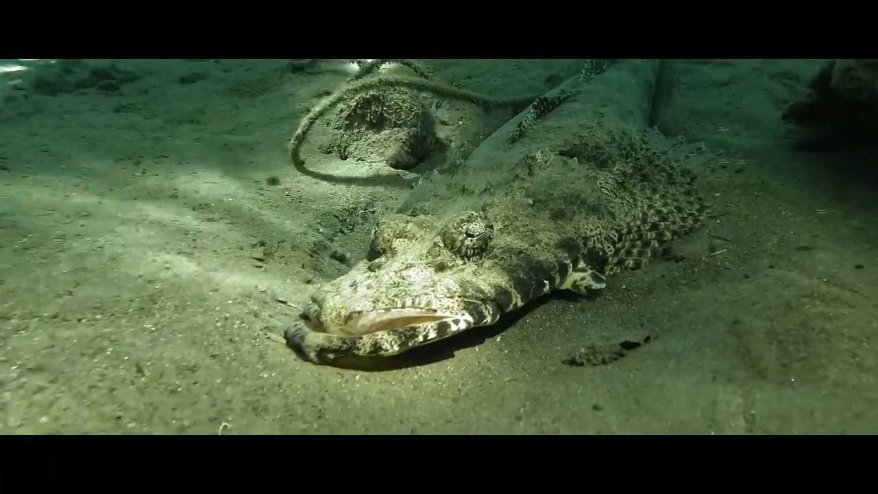 Mit der GoPro Hero10 bei Scubaworld in der Makadi Bay