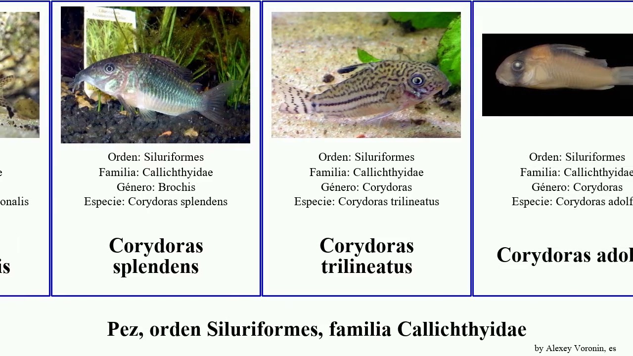 Pez, orden Siluriformes, familia Callichthyidae corydoras fish elegans splendens punctatus aeneus