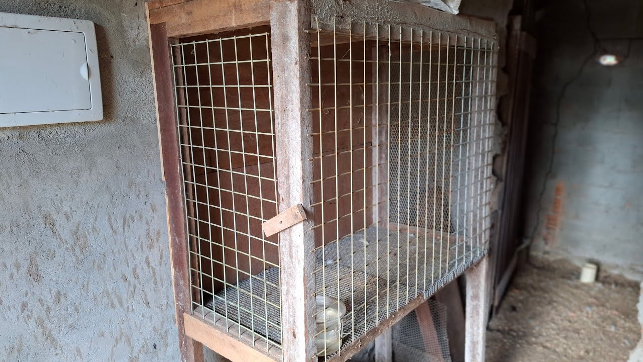 ORGANIZEI O PINHEIRO 🐣PARA OS PINTINHOS! #galinha #sitio #sitio #vidanaroça #aves #felca 