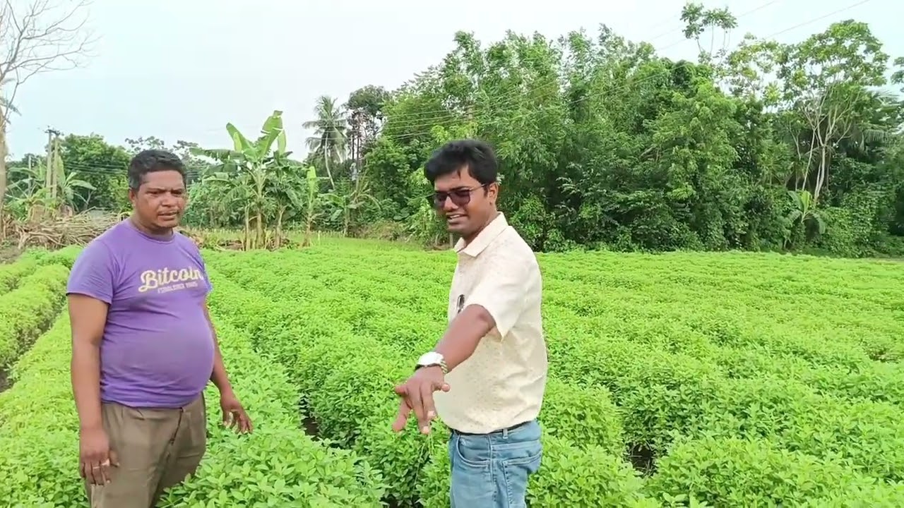 তুলসী পাতার চাষ Tulsi /Indian Basil cultivation for livelihood 