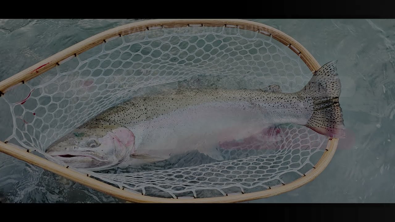 My first Vedder River Winter Steelhead
