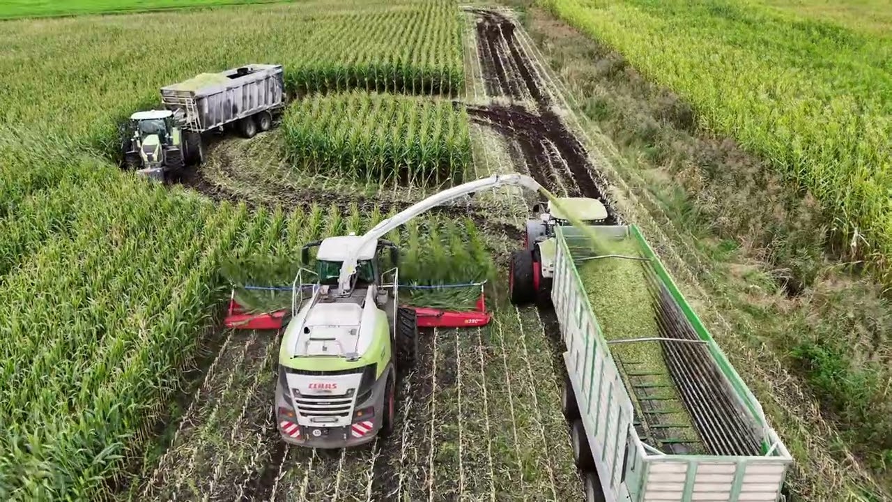 🌽🔥🚜 Kiszonka z kukurydzy z ekipą agroadamek 
