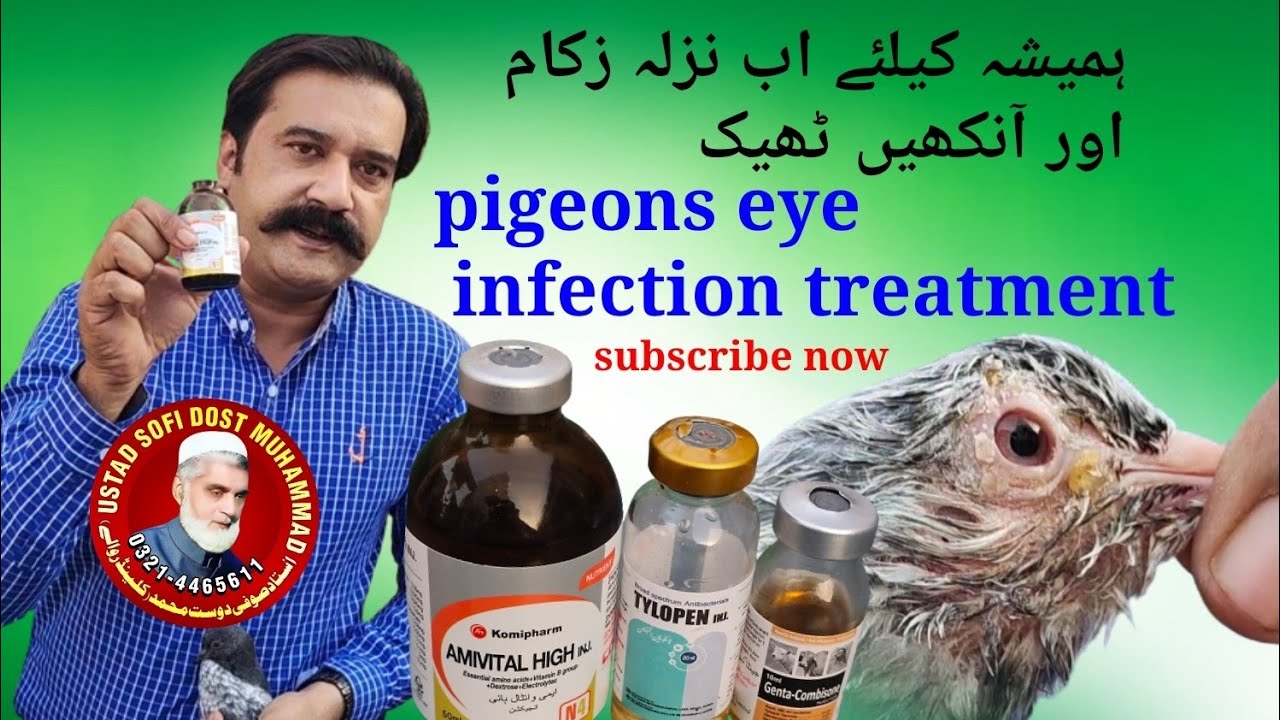pigeon eye infection permanent treatment
