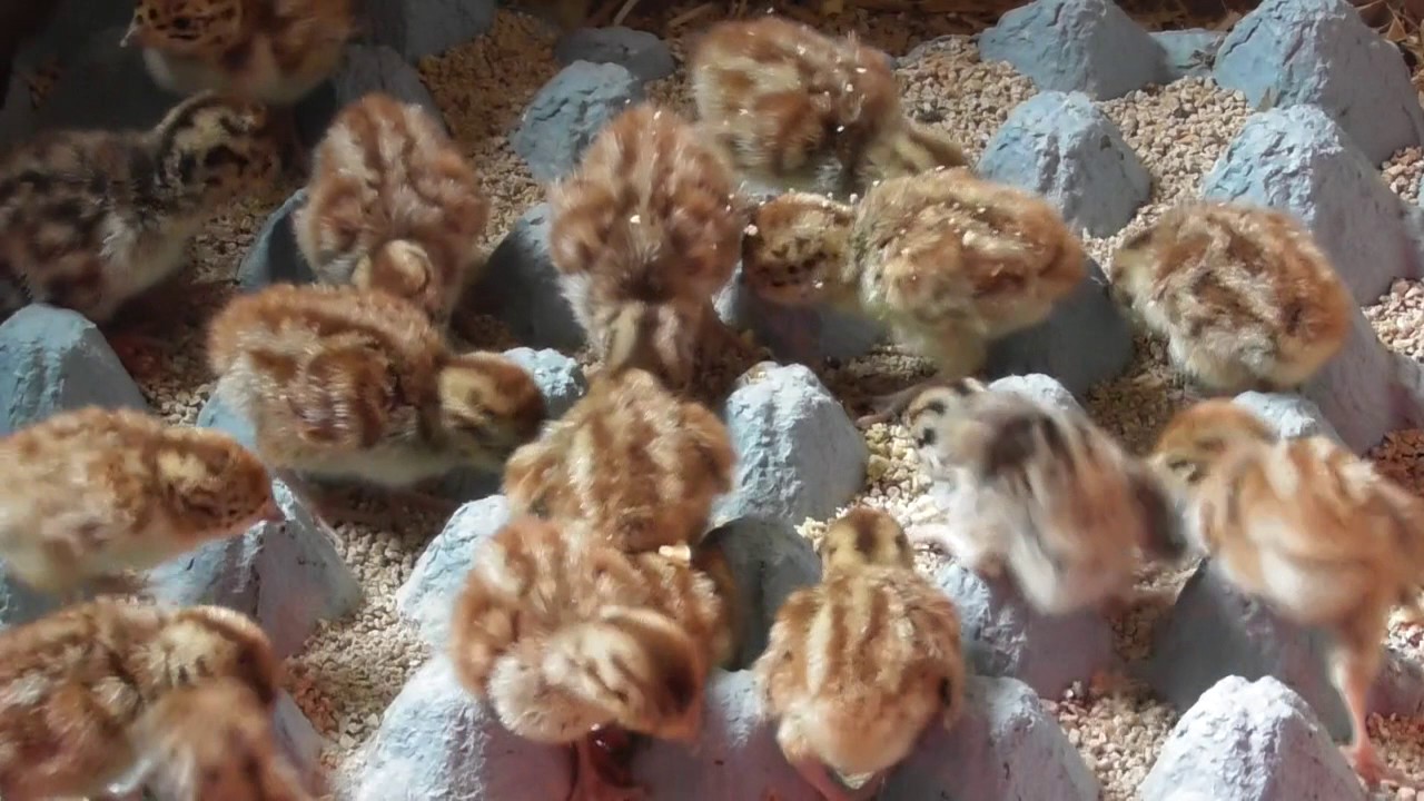 Grey Partridge Chicks