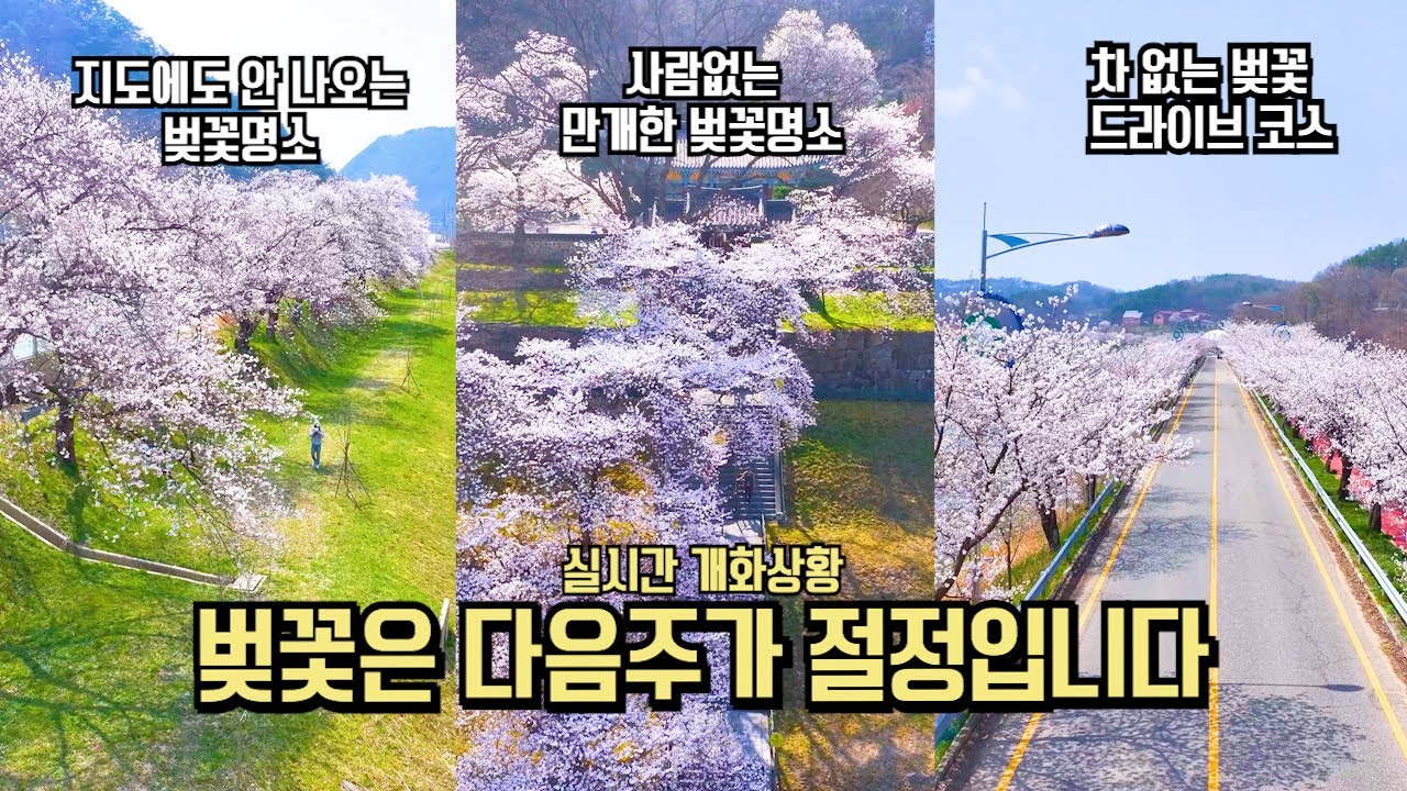 실시간 벚꽃 만개는 다음주 입니다 국내 여행 추천 BEST #국내여행 #여행추천 #벚꽃