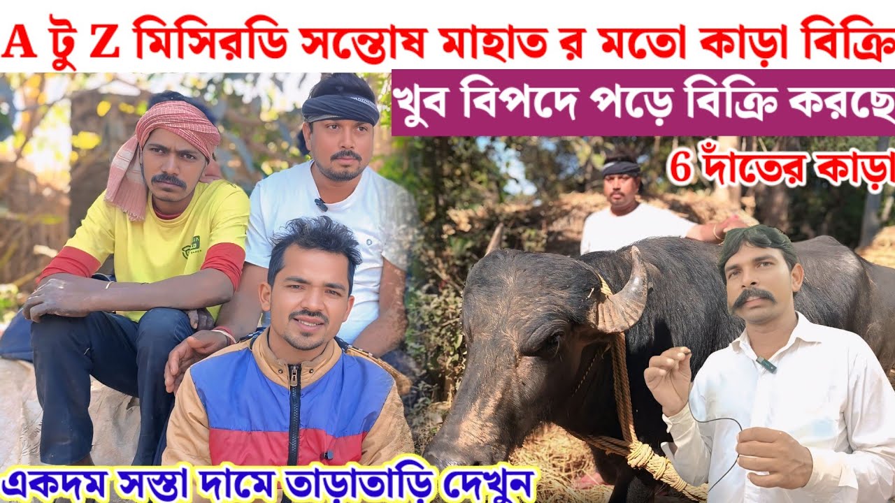 A টু Z মিসিরডি সন্তোষ মাহাত র মতো কাড়া বিক্রি// সস্তা দামে 6 দাঁতের কাড়া 