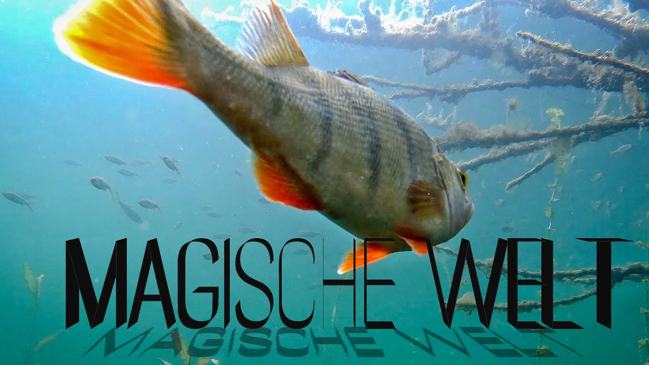 Magische Welt unter Wasser