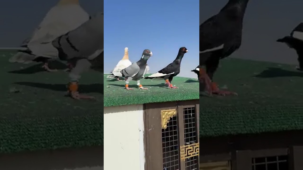 ‏مساء الخير على الجميع￼#عودة_قوية #قناتي #صناعة_المحتوى #2026#pigeon #birds 