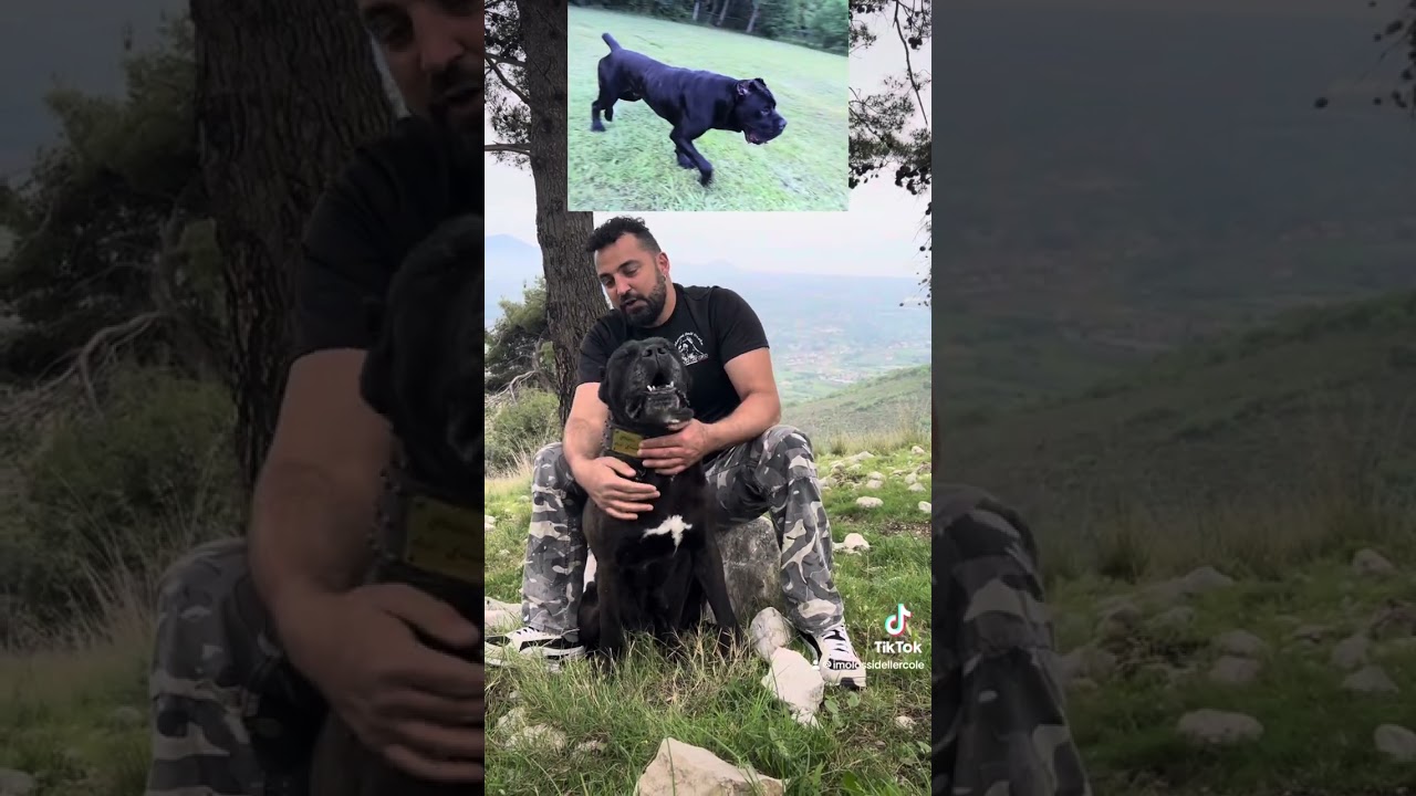 I Molossi dell&rsquo;Ercole, selezione cane corso da lavoro - Sparta
