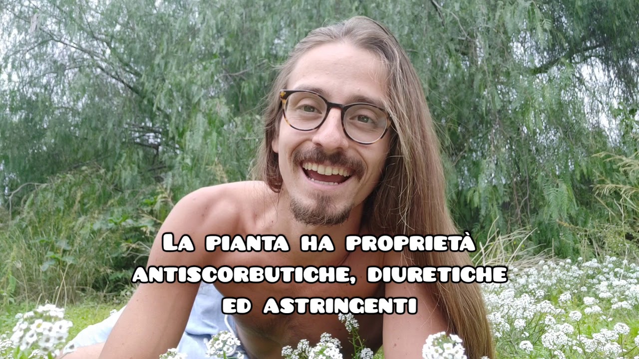 Alisso marittimo  (Lobularia maritima - Alyssum maritimum)  IDENTIFICAZIONE e RICETTA!