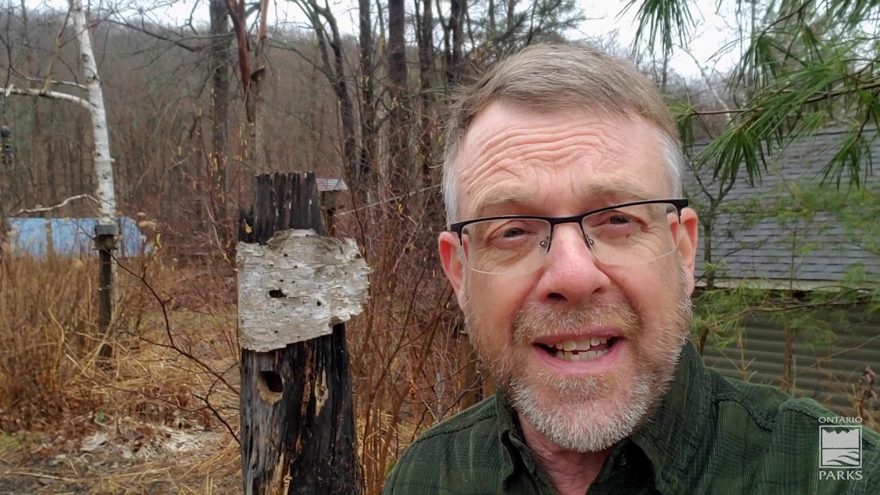 Messy backyards and bird habitats