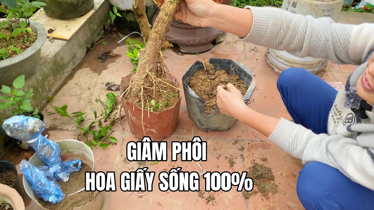 Cách giâm phôi Hoa Giấy bảo đảm sống 100%