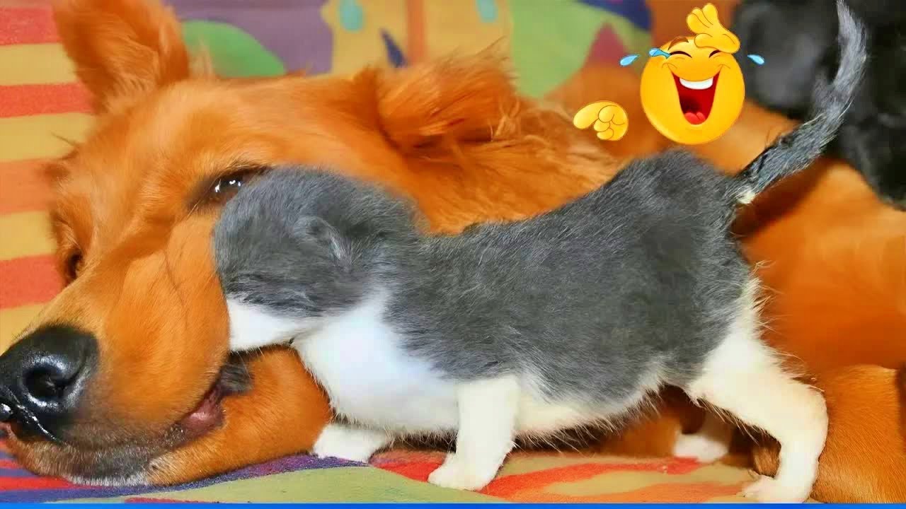 Funniest Cats & Dogs of 2026 🐾😸 | Try Not To Laugh Challenge! 🧅 #funnycatsdogs