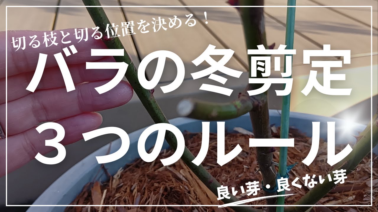 切る枝と切る位置を決める！木立バラの冬剪定3つのルール