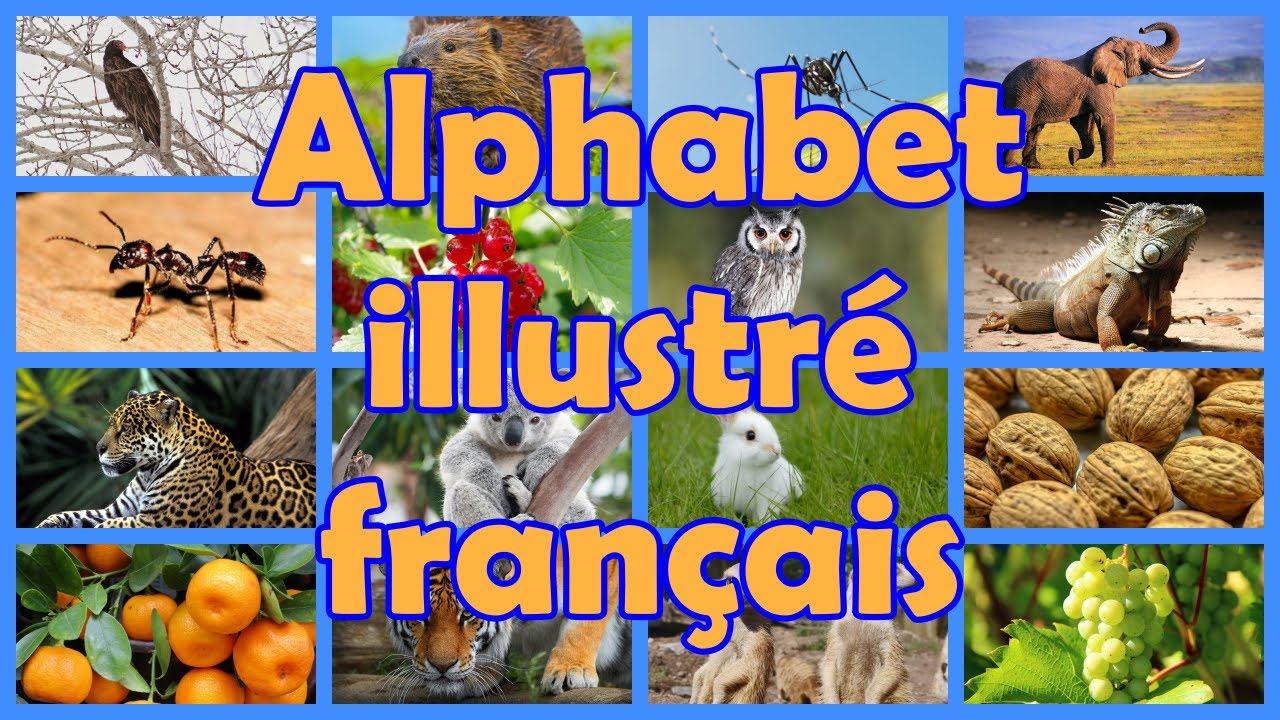 Alphabet illustr&eacute; fran&ccedil;ais