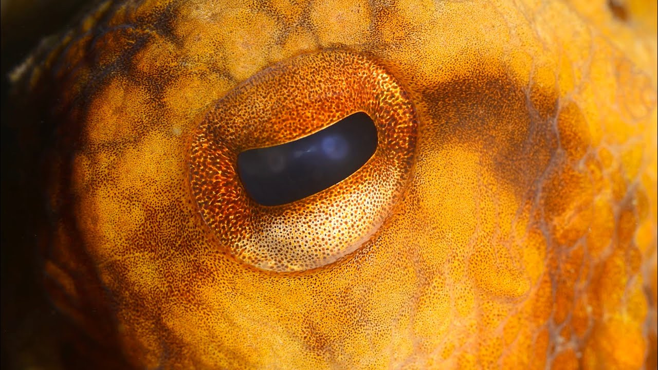 Smartest Sea Creatures Ever Discovered...