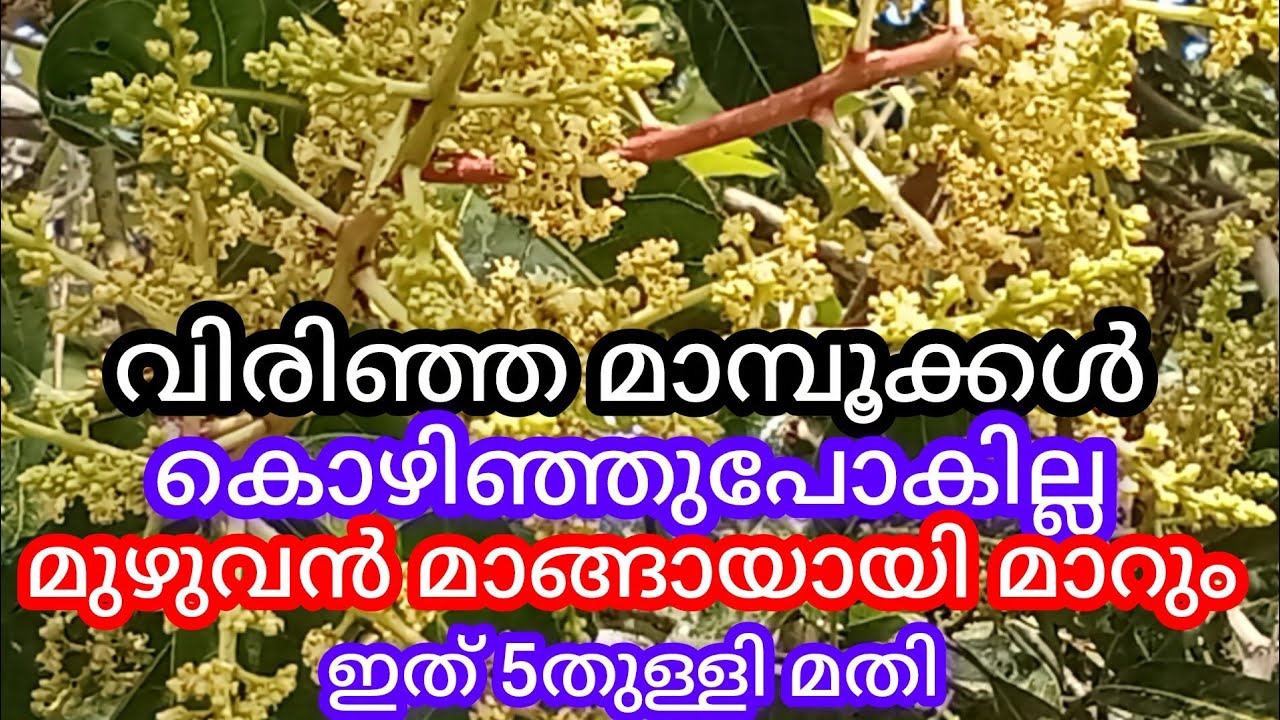 ഒറ്റമാമ്പൂക്കളും കൊഴിയില്ല, എല്ലാം മാങ്ങയായിമാറും, ഇത് 5തുള്ളിമതി, a1luckylifemedia 