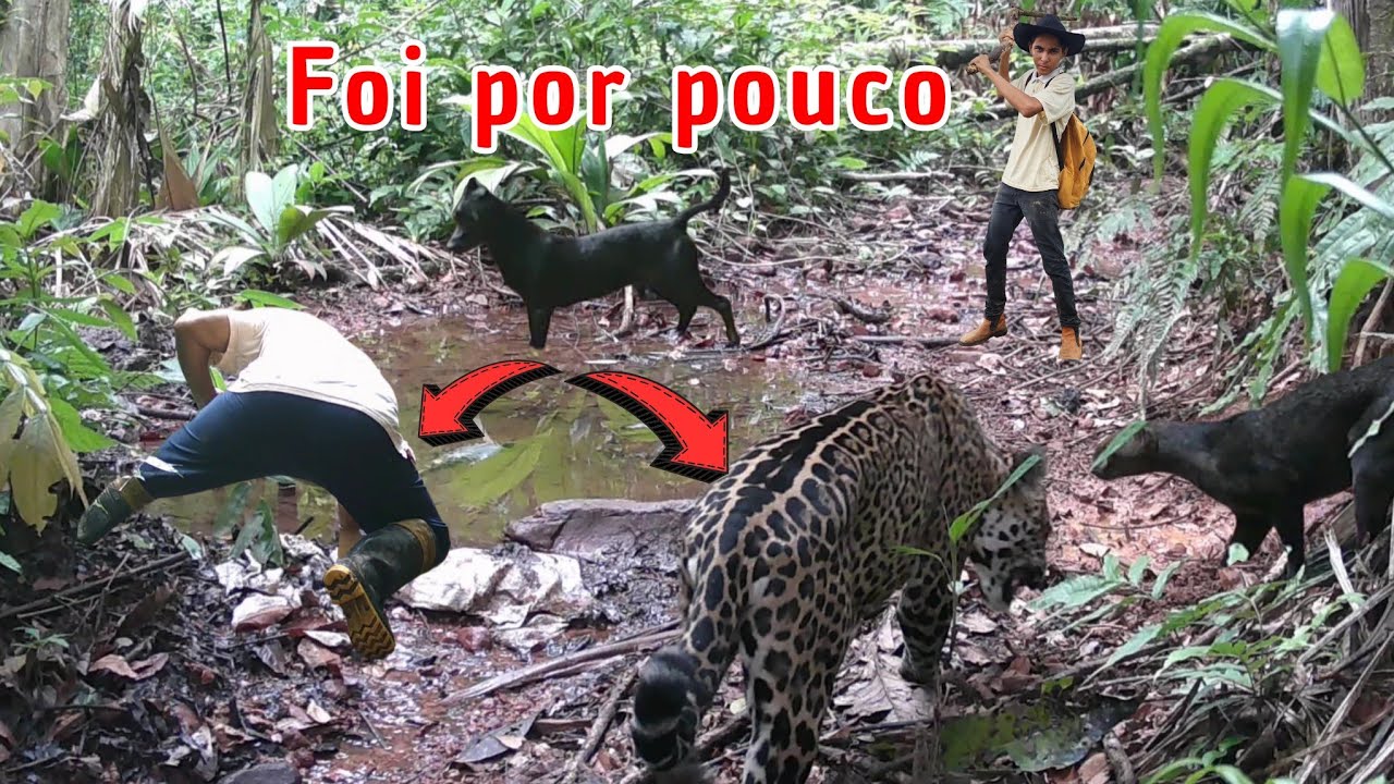 A ONÇA VEIO ATRÁS E QUASE PEGA OS CACHORRINHOS! POR POUCO SERIA UM ENQUANTO DESAGRADÁVEL!