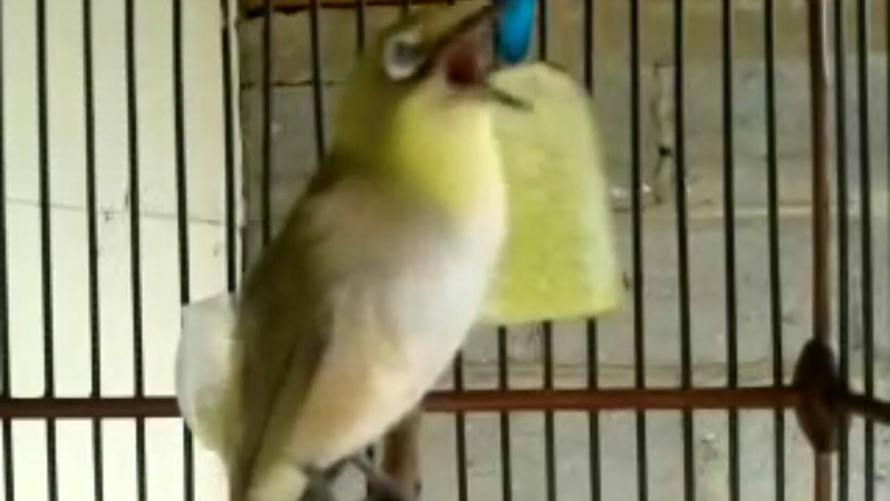 pleci monty ngalas cocok buat terapi pleci macet bunyi