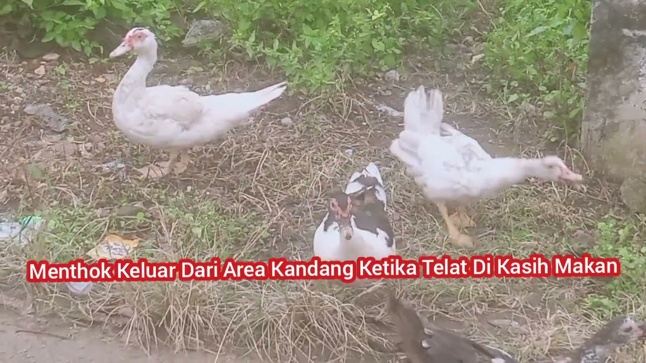 TINGKAH LAKU MENTHOK KETIKA TELAT DI KASIH MAKAN