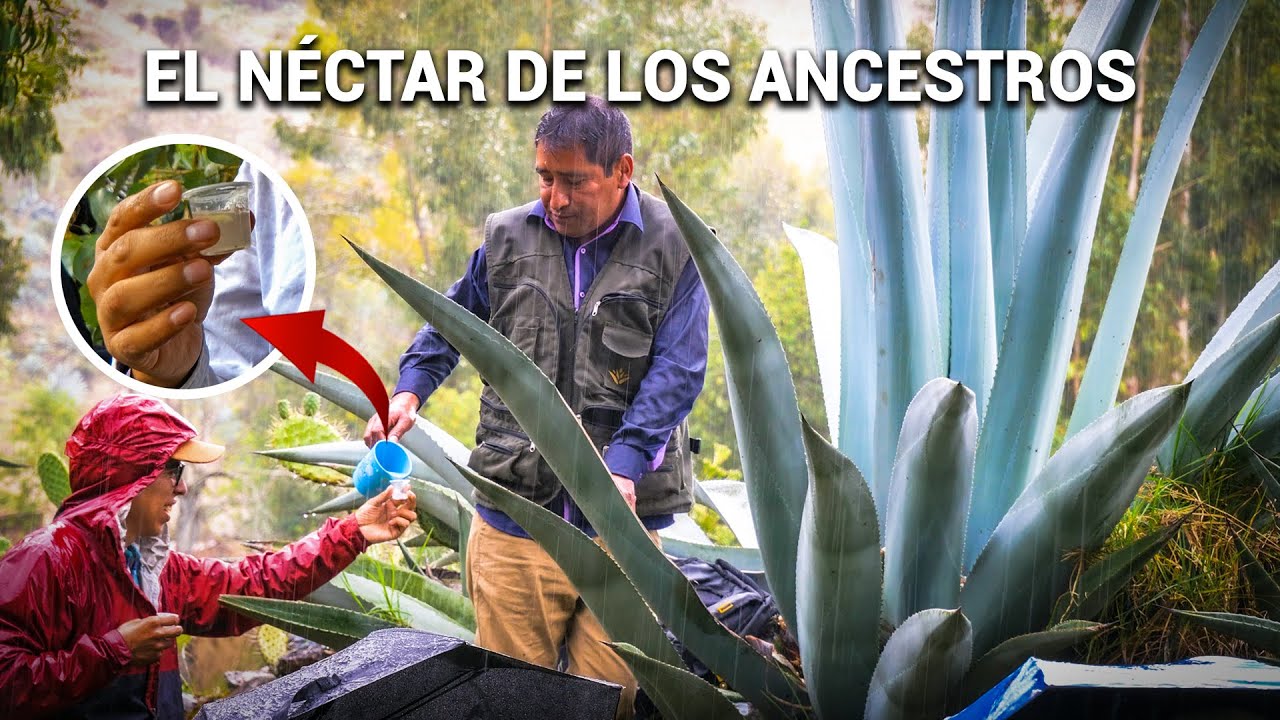 Agave: el milagro de nuestros ancestros en cada gota, en los Andes - Sincos