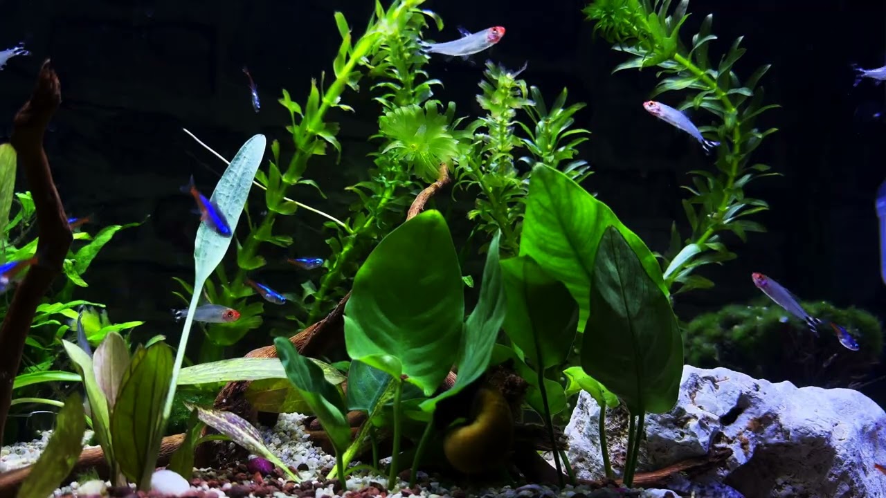 Siren’s Lament  2 🧜‍♀️ Cinematic Underwater Ambient • Emotional Cello Music