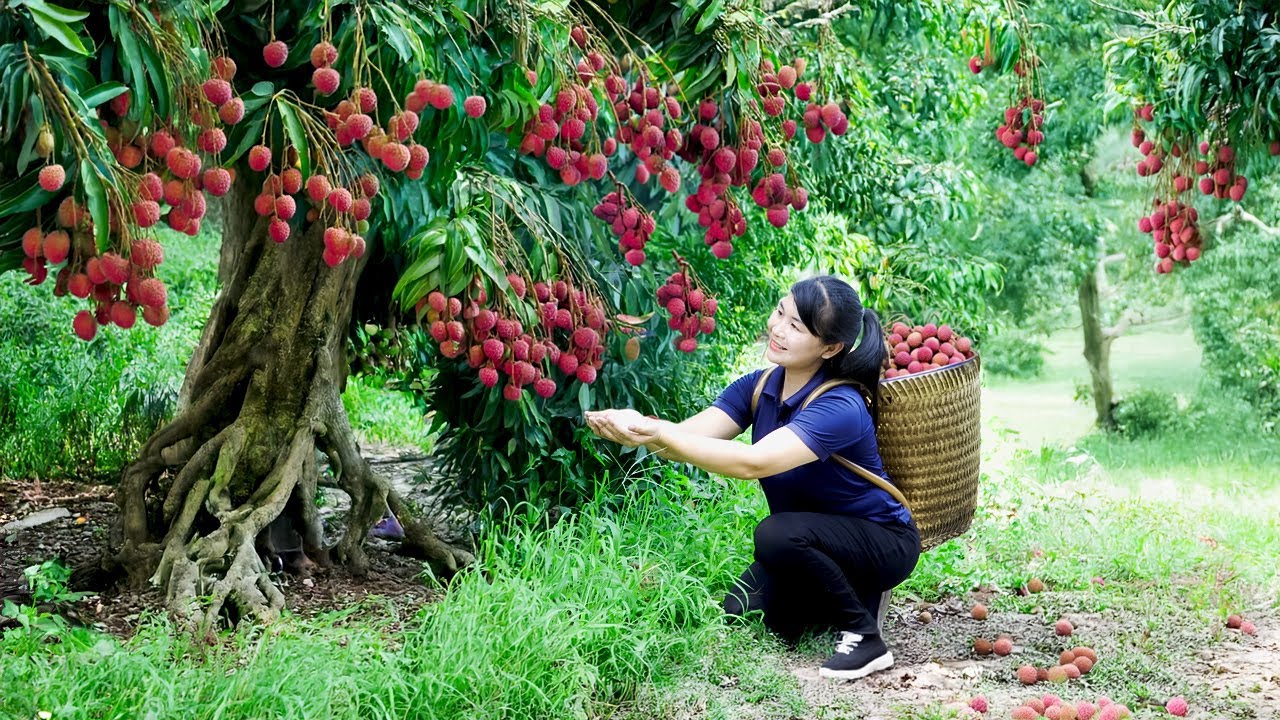 How To Harvest Lychee, goes to the market to sell - Harvesting and Cooking |Tieu Vy Daily Life